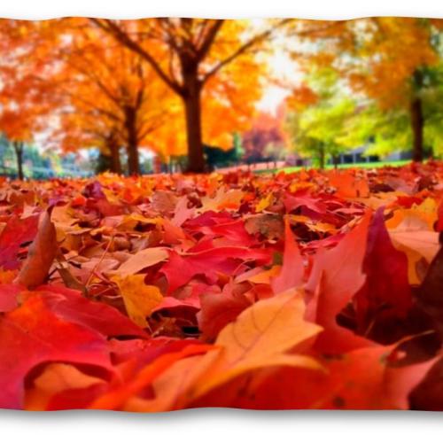 Y ya tenemos el otoño Y ya tenemos el otoño